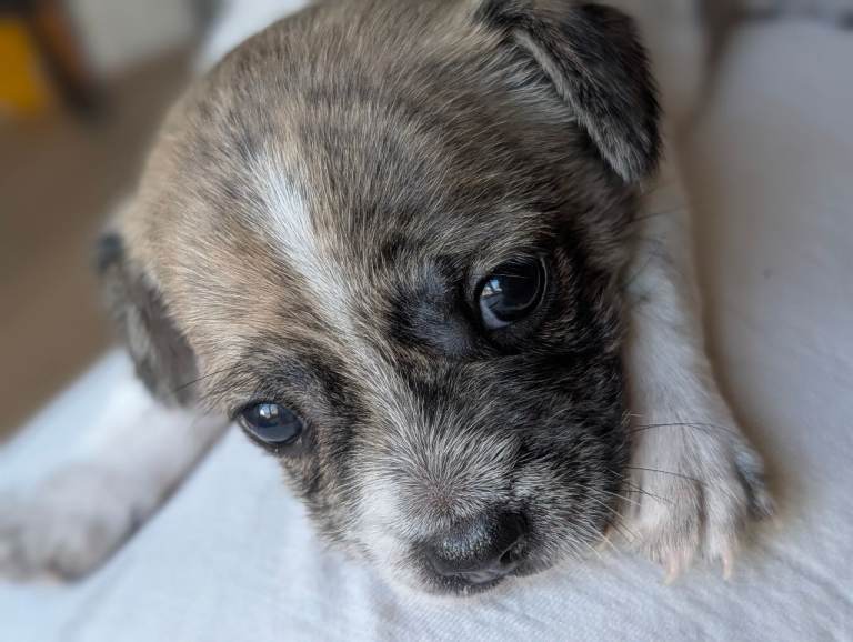 Adorable Jack Russell X Yorkshire Terrier Puppy Looking for a Loving Home