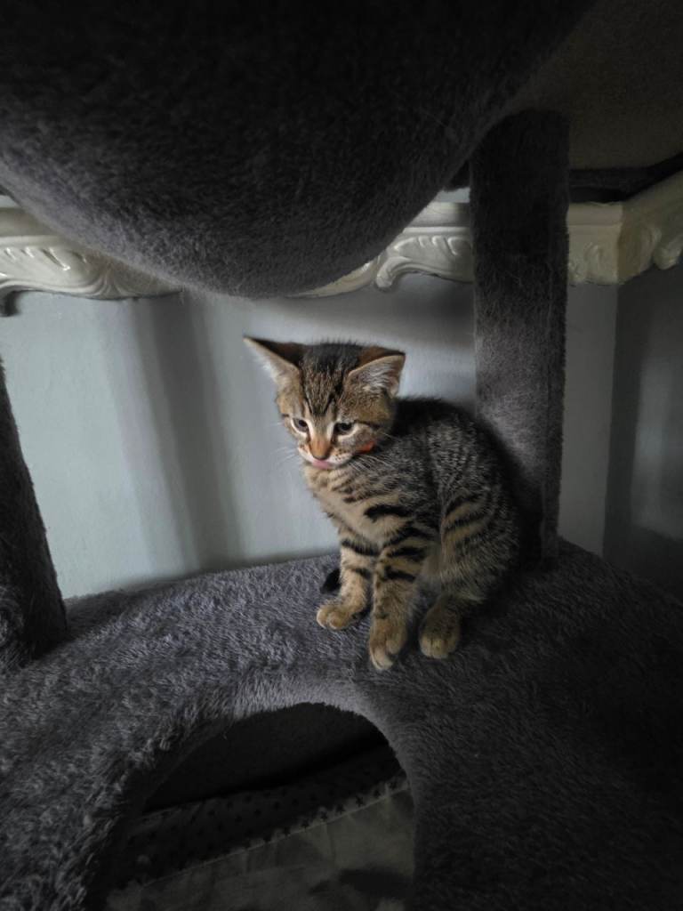 Kitten