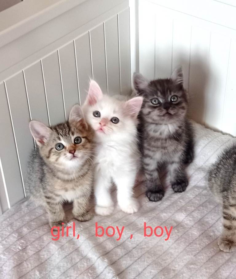 Beautiful Ragdoll & British Shorthair Mix Kittens