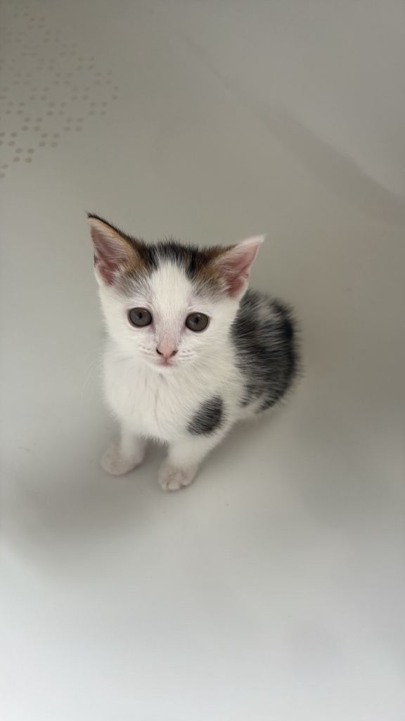 Female kitten