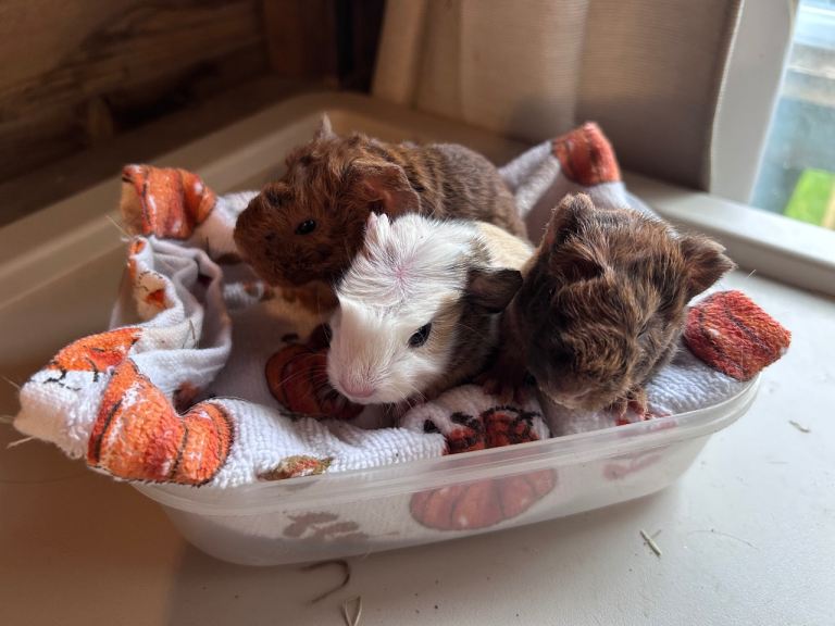 Guinea pigs
