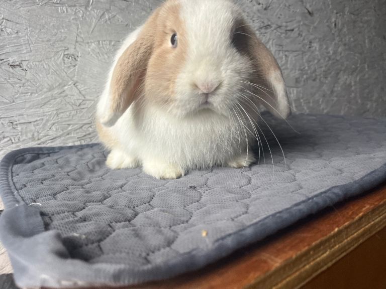 Pure mini lop 
