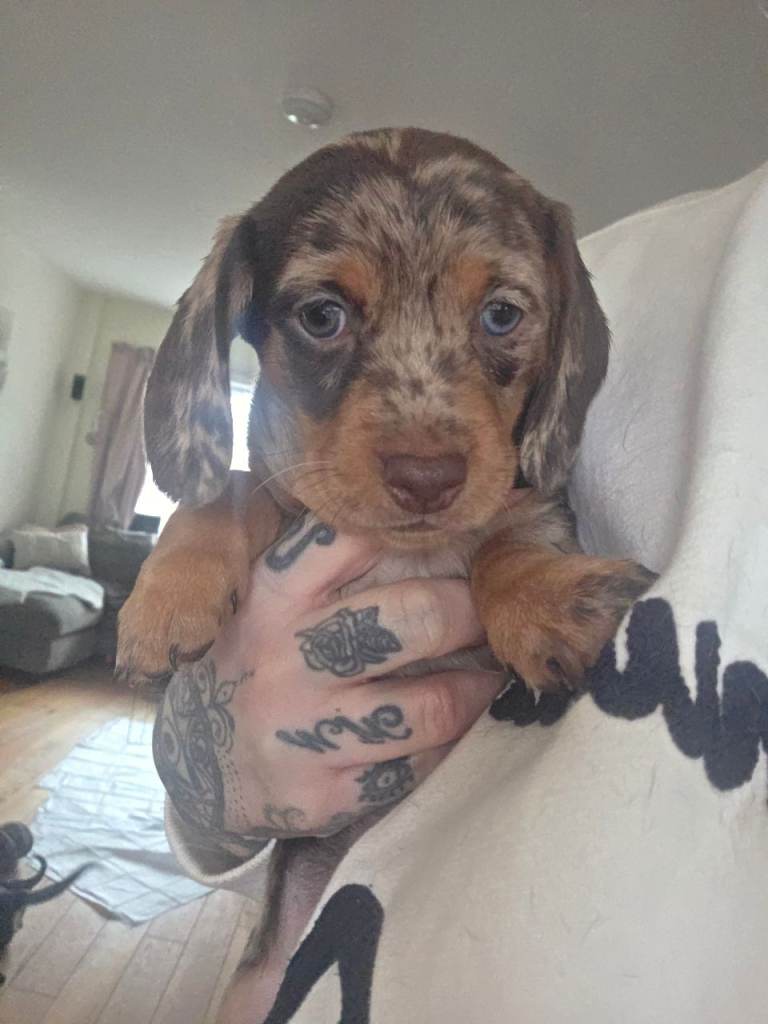 Dapple dachshund puppies