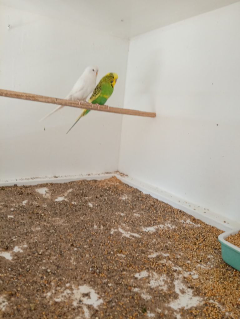 Pair of budgies