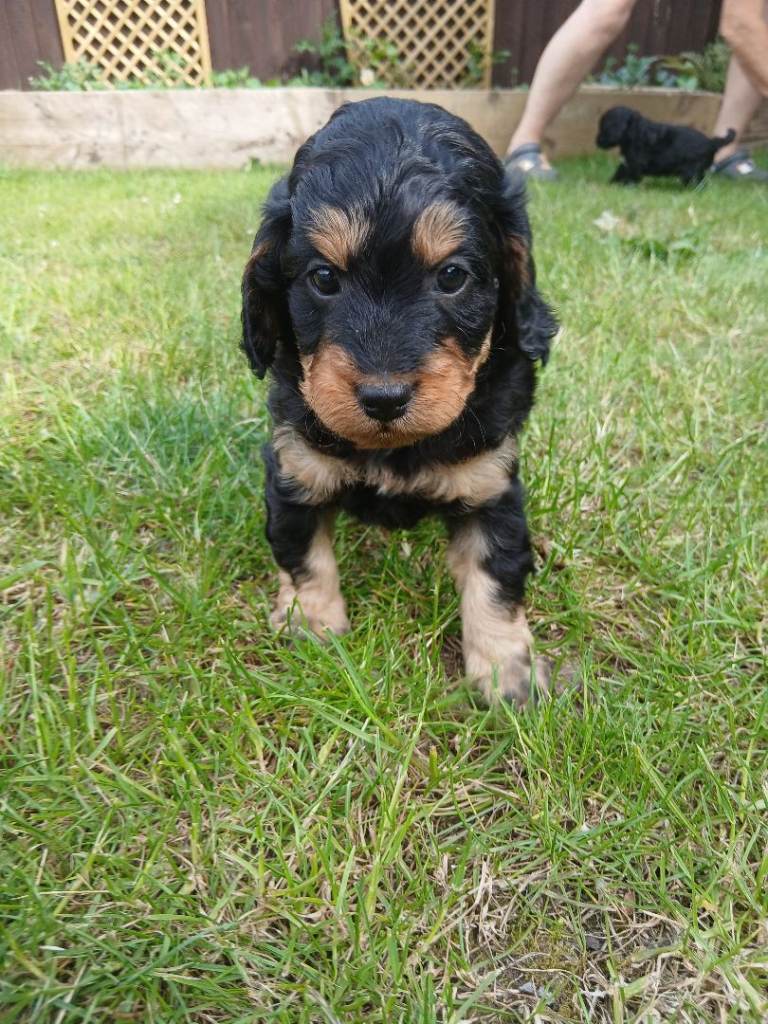 F1 cockapoo puppies