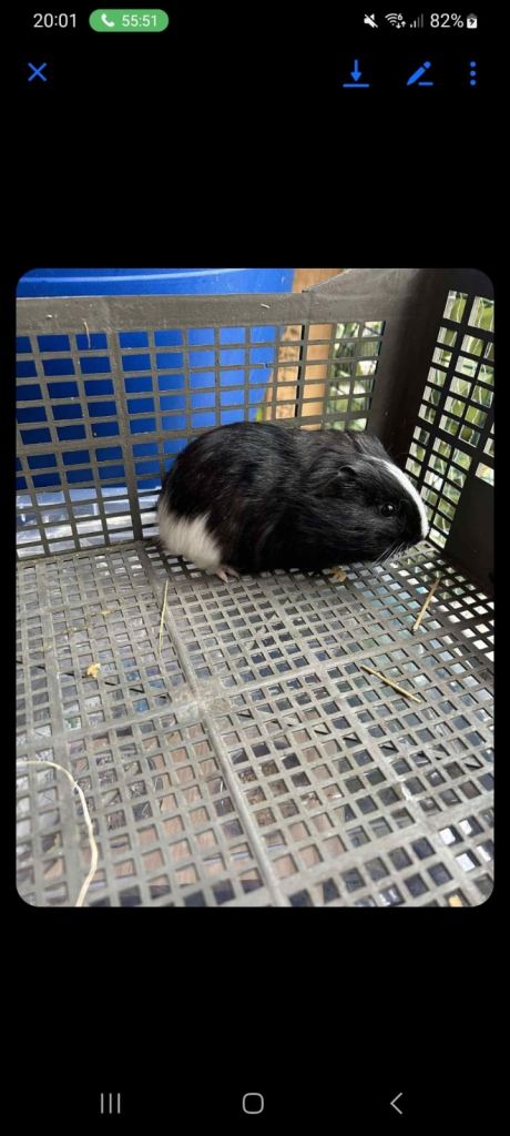4 x Guinea pigs plus cage