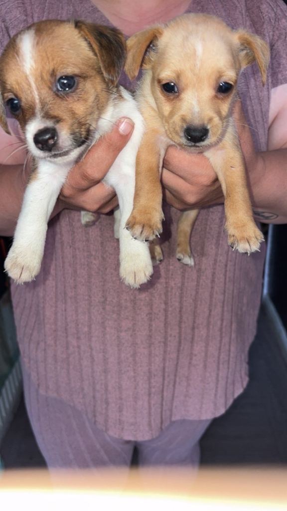 Jack Russel puppies