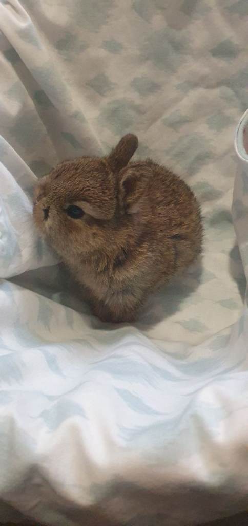 Baby Netherland Dwarfs Pure bred 