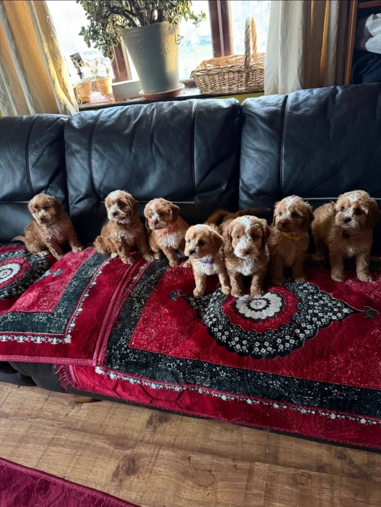 Cockapoo puppies