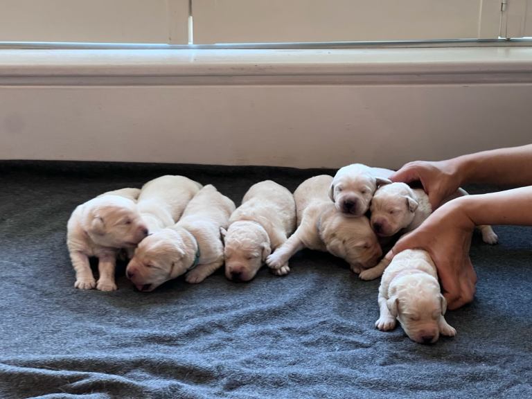 Happy and healthy labradoodle puppies