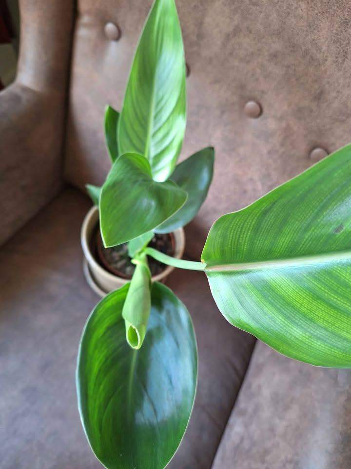 Tropical Plant, Bird of Tropical Plant, Bird of Paradise, Exotic Foliage like Banana  plant.