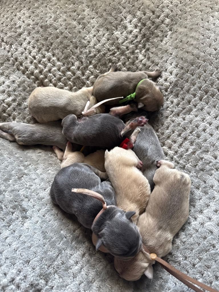 FRENCH BULLDOG PUPPIES LOOKING FOR THEIR FOREVER HOMES 