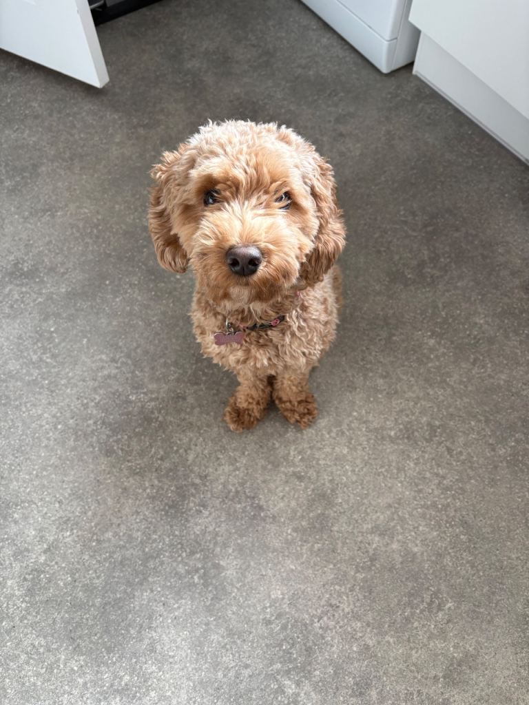 Cockapoo 
