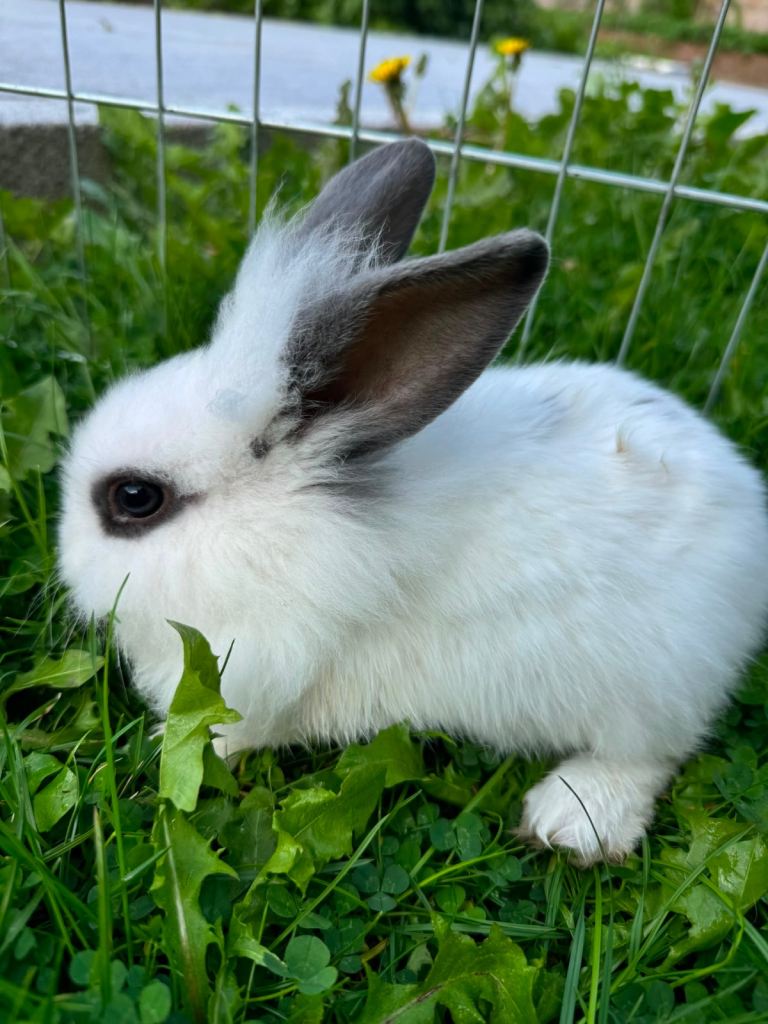 Cute Bunnies 