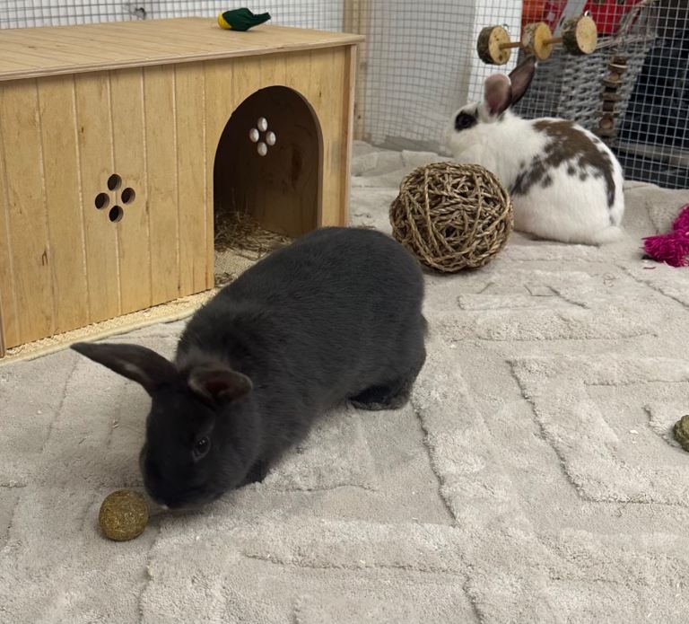 Two rabbits 4 month old sisters