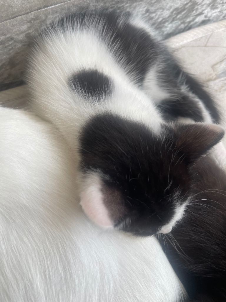 Mature kittens ready to go to loving homes 🤍
