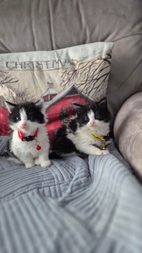 Beautiful girl kittens ready to leave