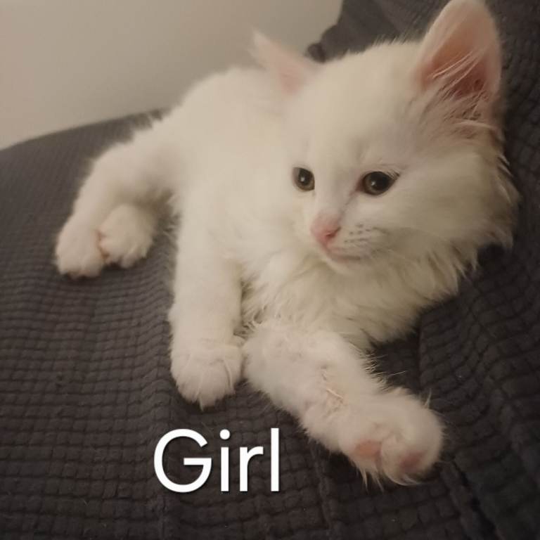 Gorgeous Turkish Angora kittens