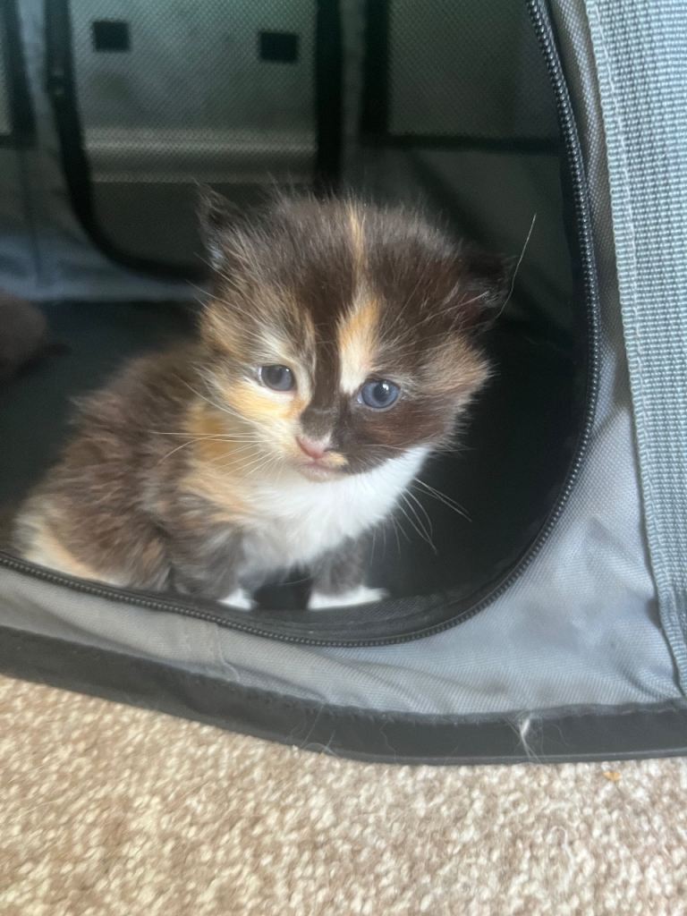 Kittens