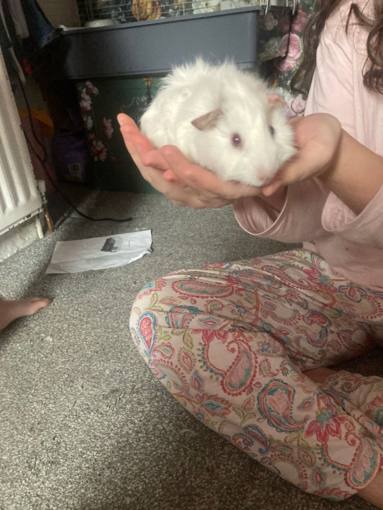 Two female baby guinea pigs with cage
