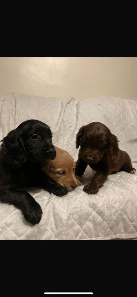 Cocker Spaniel pups