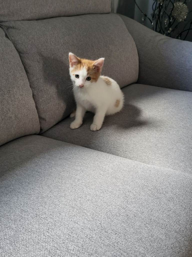  Beautiful 11 week male kitten ginger and white. Please read description