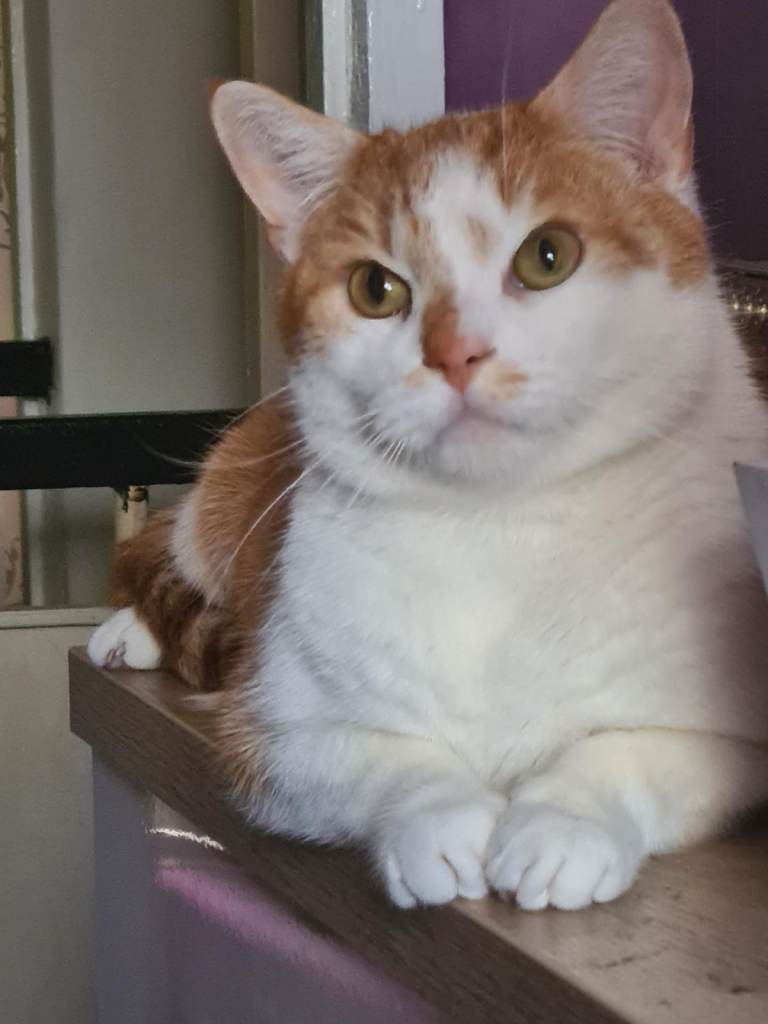 Tabby Cat - Ginger and White Male