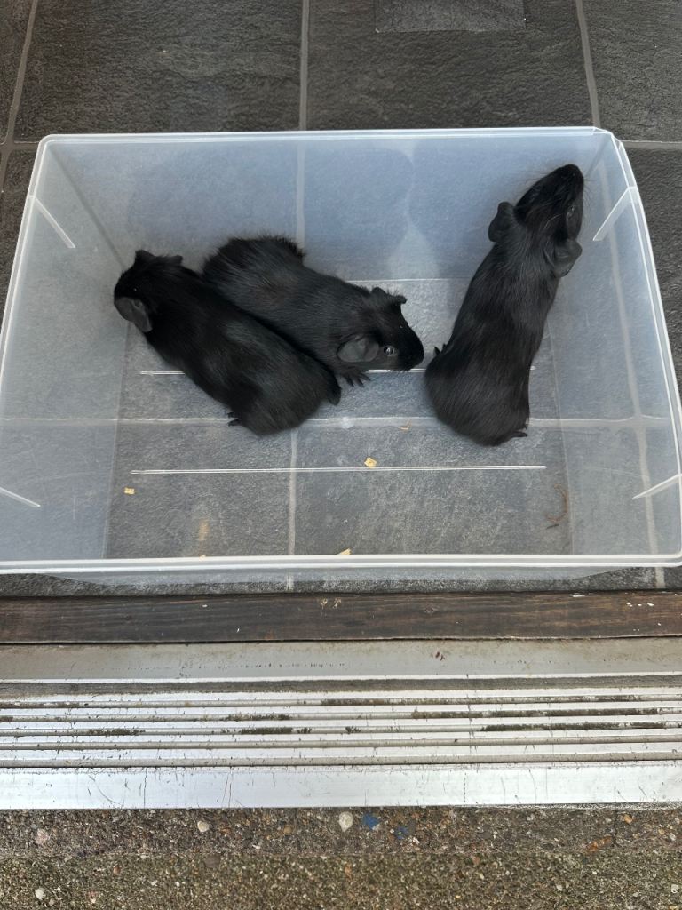 Guinea pigs adults and Babies for sale  x 3