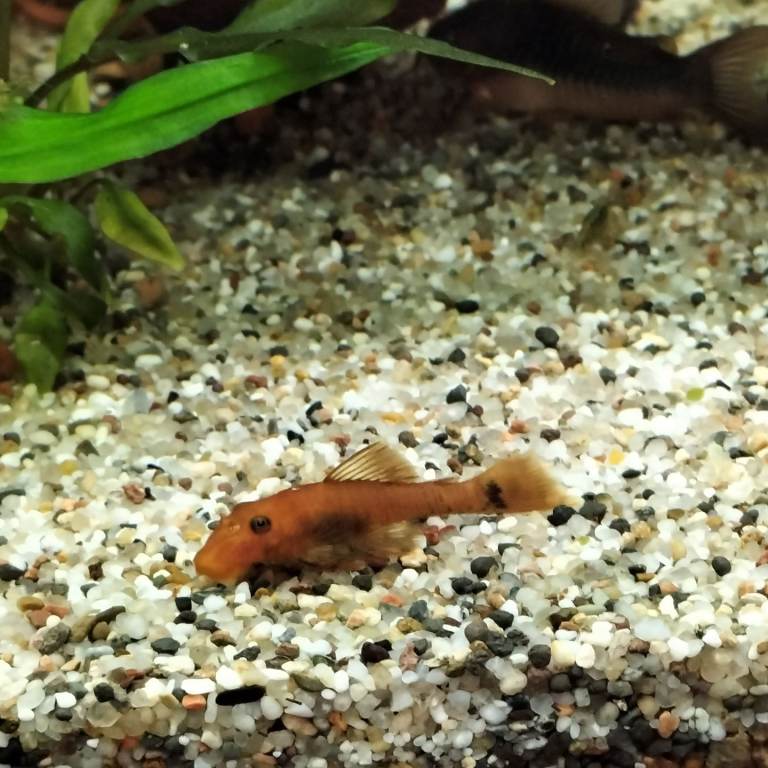 Short fin super red plecos 3-4 cm Costessey NR5 0PX 