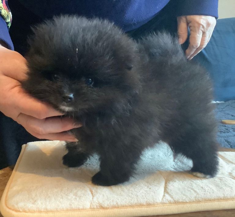 K.C. German Spitz Klein