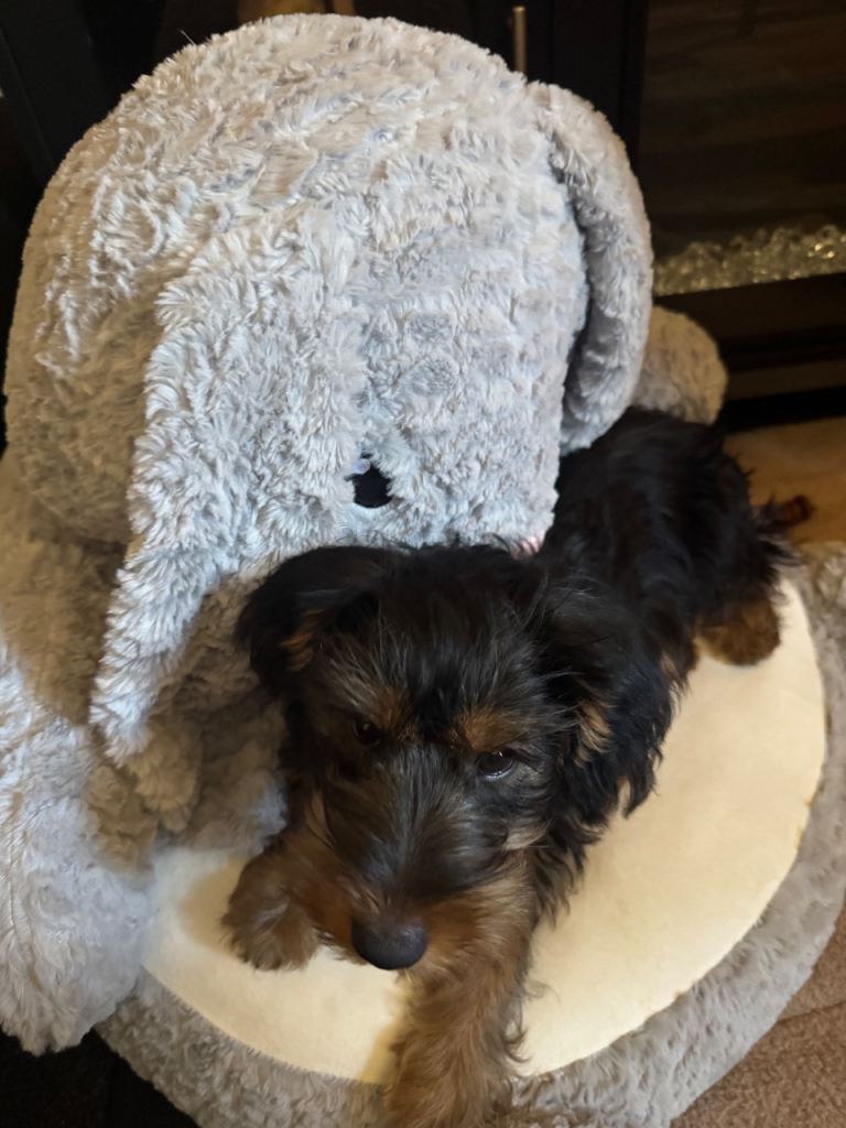 Yorkshire terrier pup 