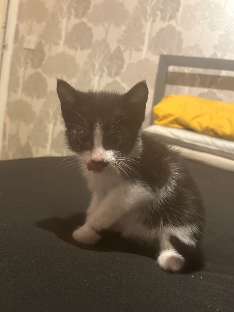 Kitten ready for taking first come 