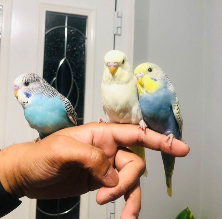Beautiful colour’s Baby Budgies for sale 