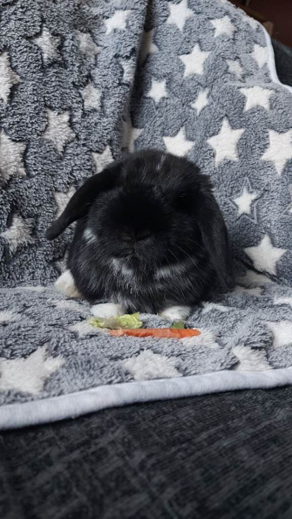 Baby Mini Lop Rabbits