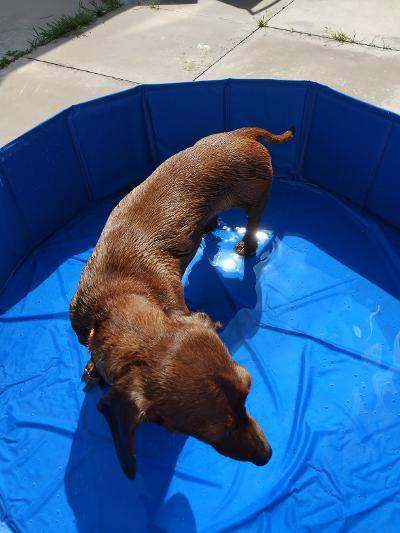 dacshound for sale 