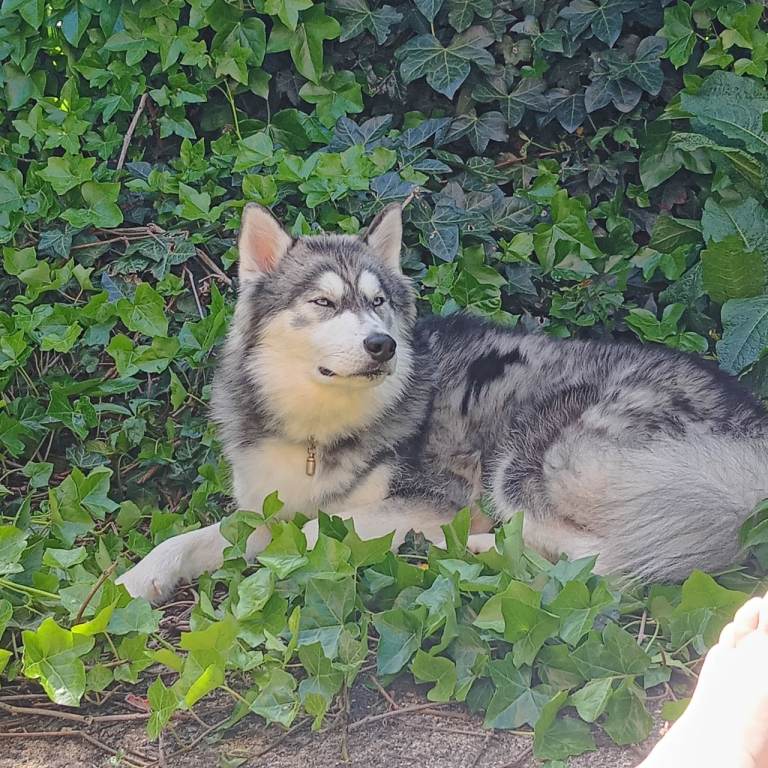 One year old Siberian Husky