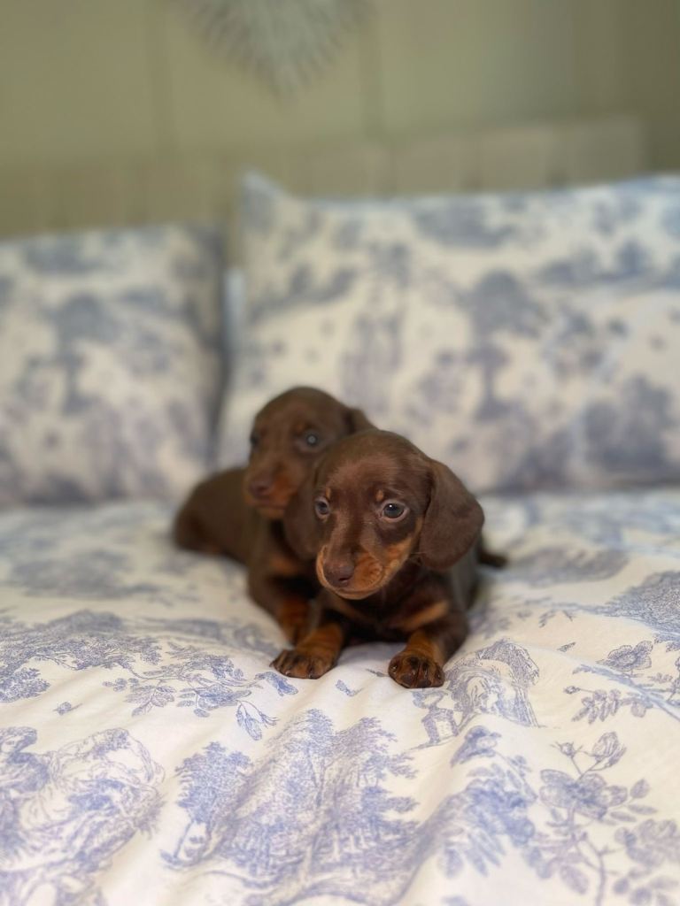 Outstanding Miniature Dachshund puppies PRA clear ready to leave now 