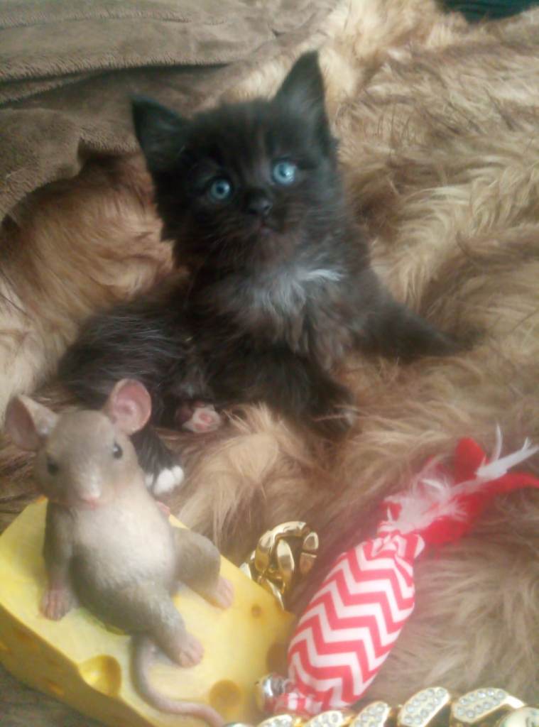 Kittens 
