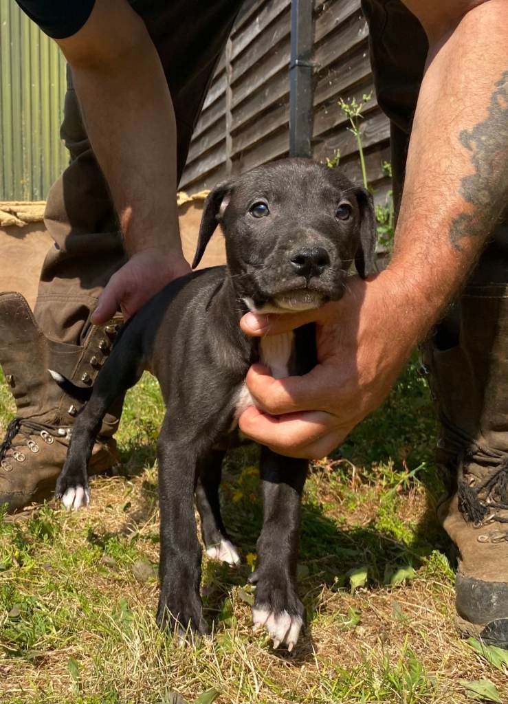 Beautiful Litter of 8 Week Old Lurcher Puppies