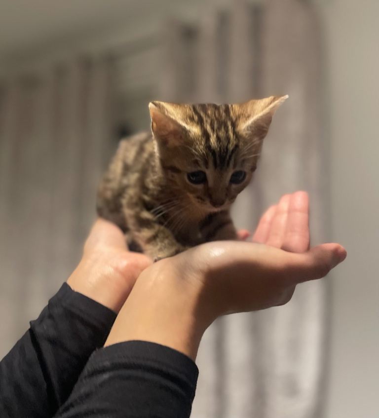 Beautiful most loving kittens for sale mixed colours 