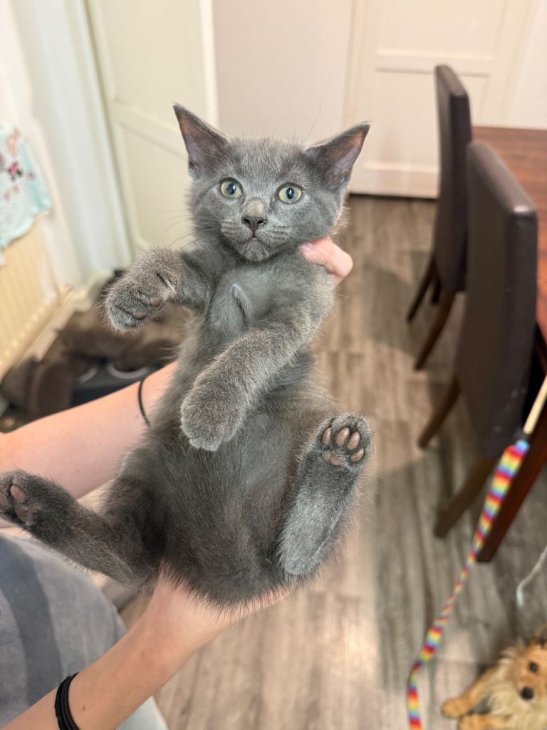 Ragdoll Grey cross British Grey short hair Kittens