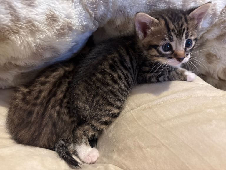 Bengal mix kittens 