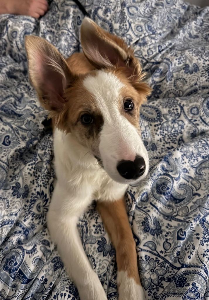 We are looking to rehome Bella. 