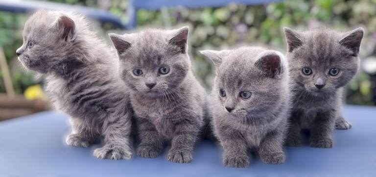 🐾 Adorable British Shorthair Kittens 🐾