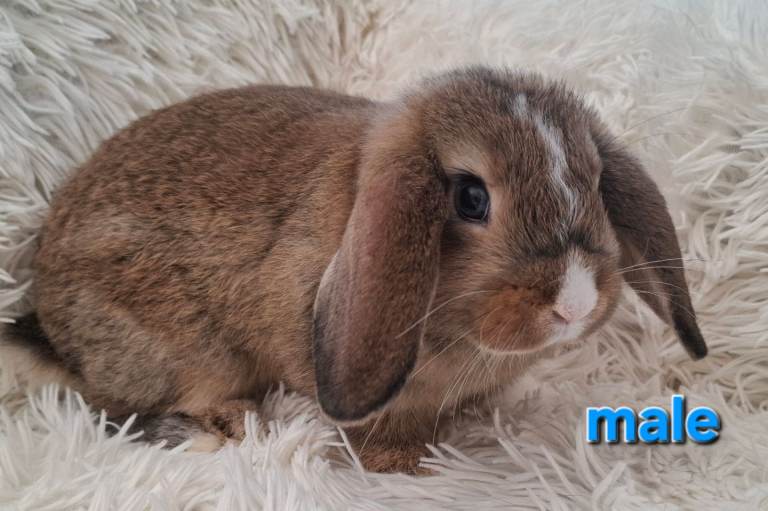 Adorable Mini Lop Baby Rabbits For Sale