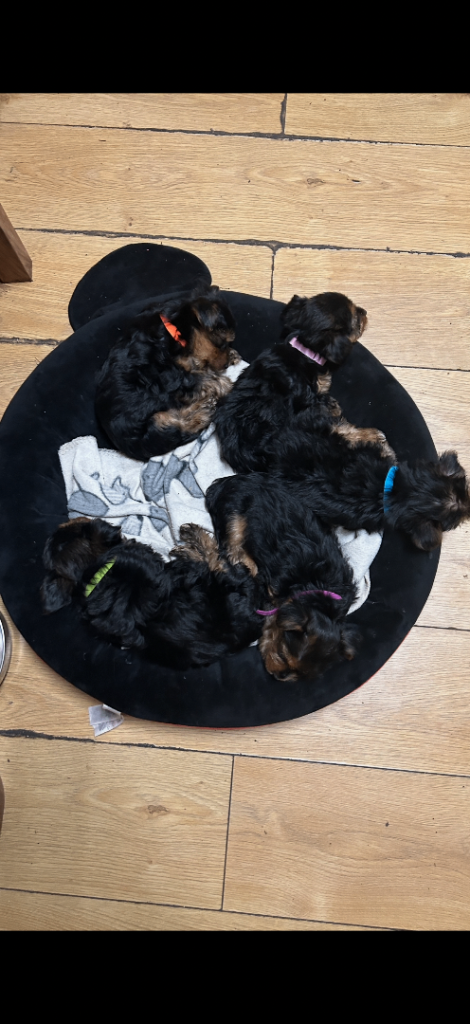 Beautiful Yorkshire Terrier Puppies 
