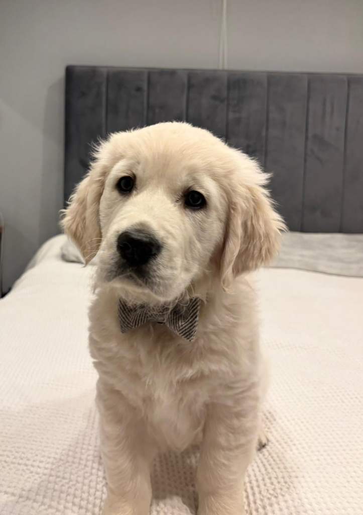 KC cream coloured golden retriever puppy (Male)