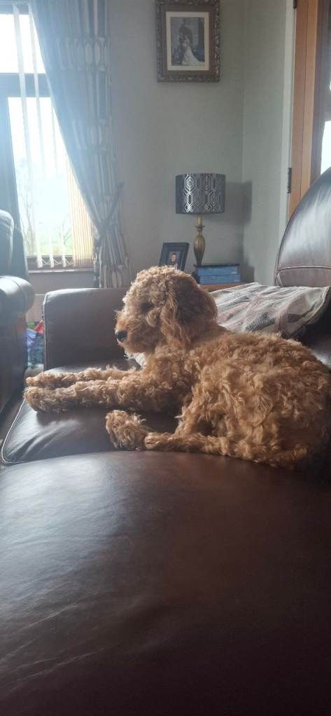 Cavapoo for sale