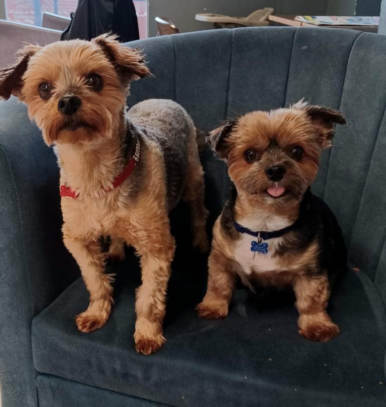 Dog nanny/ fostering Bangor NI