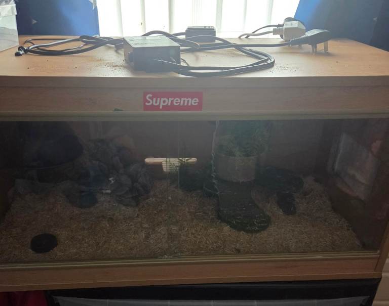 Reptile tank and heat lamp